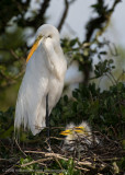 Great White Egret Family with Chicks
