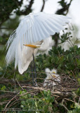 Great White Egret Family with Chicks