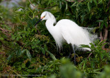 Snowy Egret