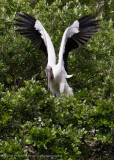 Wood Stork Launching
