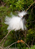 Snowy Egret