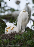 Great White Egret with Chicks20080408-GI-_MOJ1152.jpg