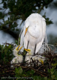 Great White Egret with Chicks_MOJ1116-1.jpg