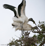 Wood Storks Building Nest20080408-GI-_MOJ1197.jpg