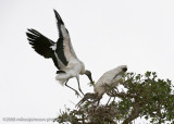 Wood Storks Building Nest20080408-GI-_MOJ1199.jpg