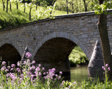 Spring Flowers at Burnsides Bridge