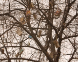 Book Tree