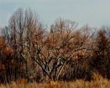 One Final Gasp of the Winter Trees