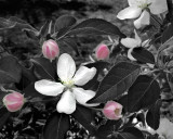 More Apple Blossoms