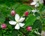 More Apple Blossoms - Full Color Version