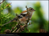 Chaffinch (Bogfinke / Fringilla coelebs)