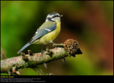 Blue tit (Blåmejse / Cyanistes caeruleus)