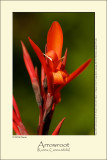 Arrowroot (Kanna / Canna edulis)