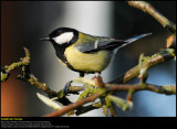 Great Tit (Musvit / Parus major)