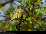 Greenfinch (Grønirisk / Carduelis chloris)