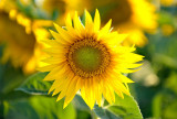 Sacramento Valley Sunflowers  2009