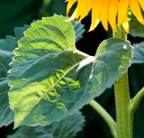 Sacramento Valley Sunflowers  2009