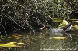 COMMON-MOORHEN