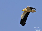 EGYPTIAN VULTURE