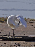 LITTLE EGRET