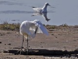 LITTLE EGRET