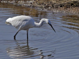 LITTLE EGRET