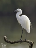 LITTLE EGRET