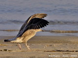 HERRING-GULL juvenile