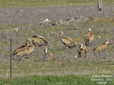 GRIFFON VULTURES