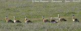 GREAT BUSTARDS