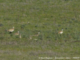 GREAT BUSTARD females and immature