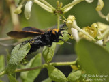 SCOLIA FLAVIFRONS