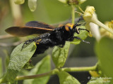 SCOLIA FLAVIFRONS