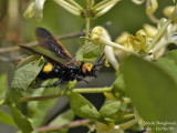 SCOLIA FLAVIFRONS