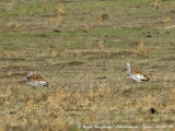 GREAT AND LITTLE BUSTARDS with cattle