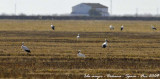 Isla Mayor - White Storks