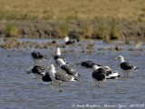 Great and Lesser Black-backed Gulls