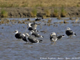 Great and Lesser Black-backed Gulls