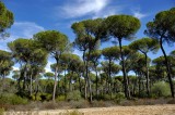 Doana - Pine forest