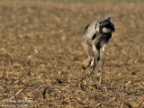 COMMON CRANE adult and young