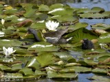 COMMON MOORHEN adult and chick