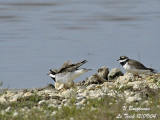COMMON RINGED PLOVER displaying