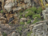 Black Stork pair