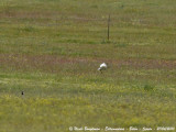 Little Bustards - one in flight and the second on the ground