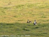 Great Bustards males