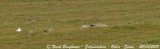 Great Bustard male and 3 females
