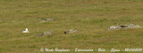 Great Bustard male and 2 females
