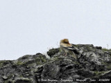 EGYPTIAN VULTURE