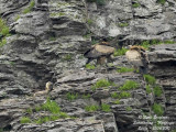 Eurasian Griffon Vulture with chick