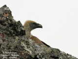 Eurasian Griffon Vulture - close up